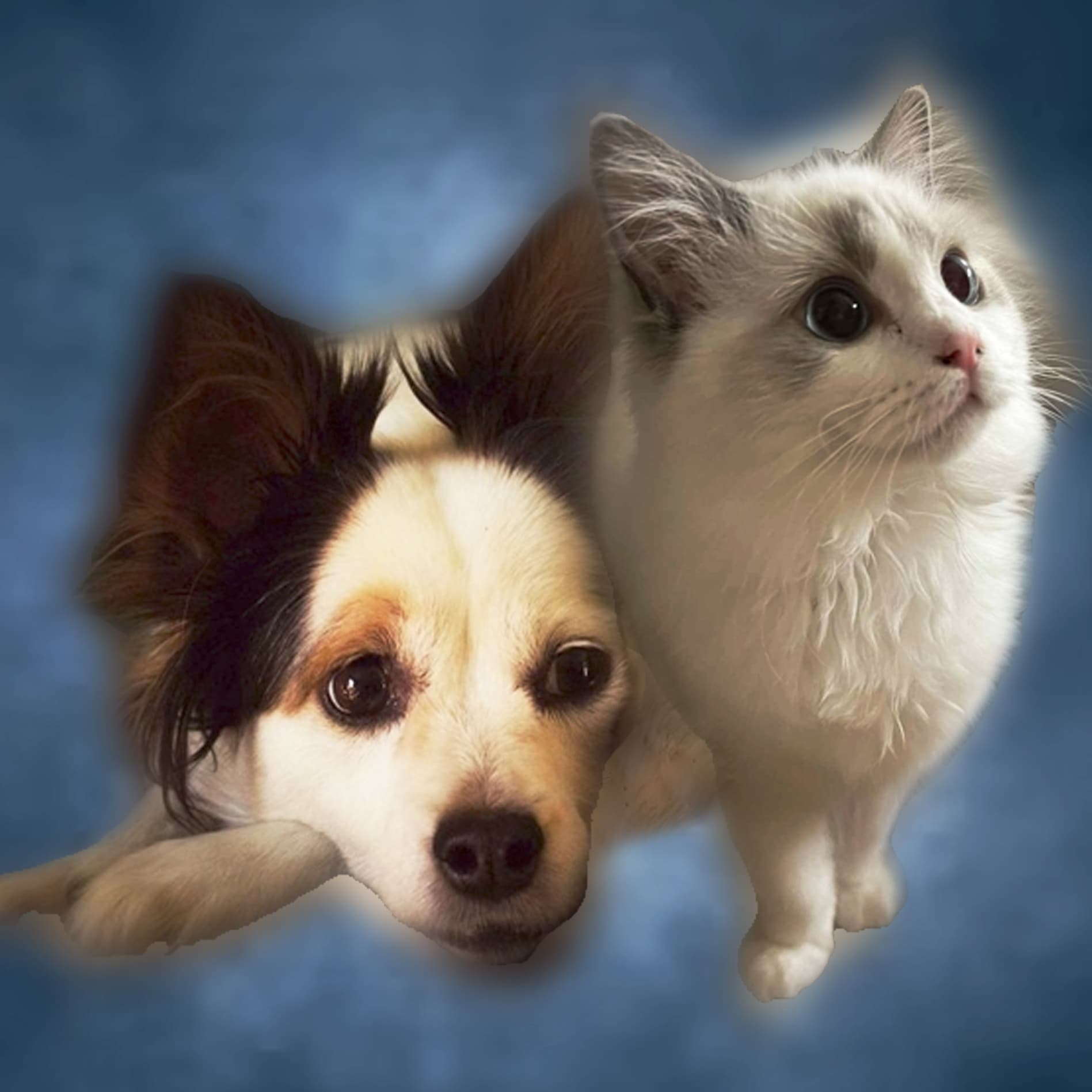 Jesse Wang's pet